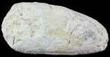 Fish Coprolite (Fossil Poo) - Kansas #49346-1